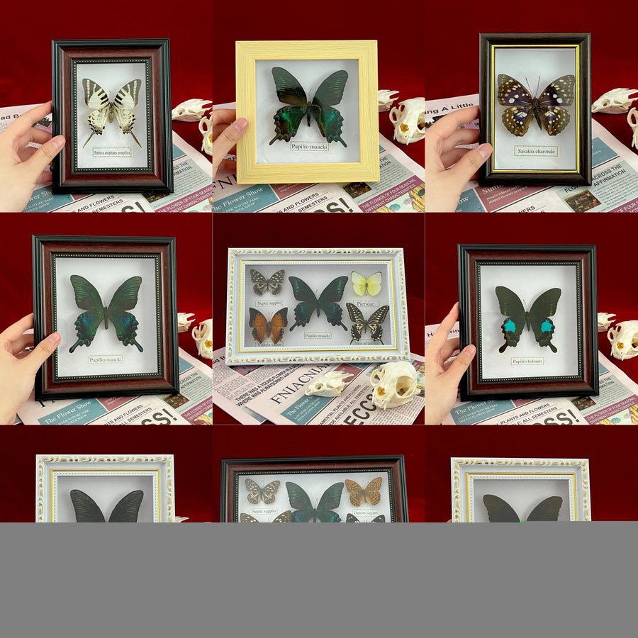 Framed Assorted Butterfly Specimen Display